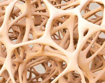 bone_structure