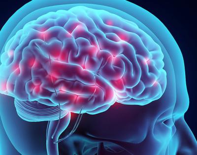 brain