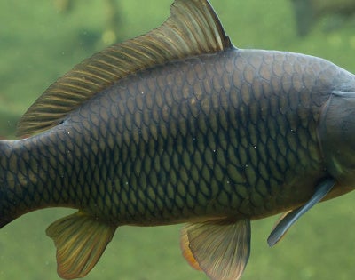 carp