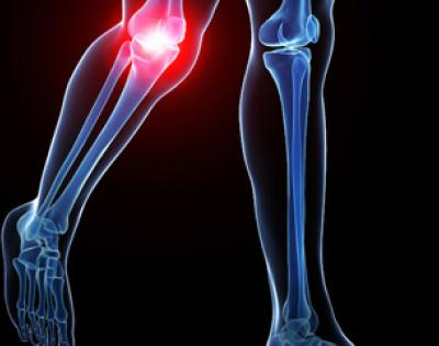 cartilage-knees