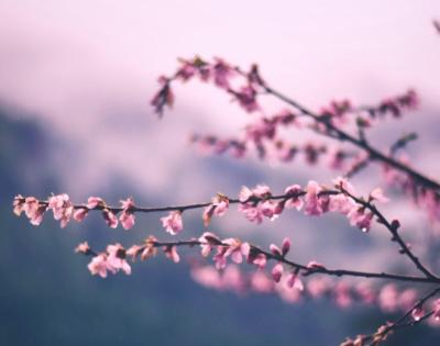 cherry-blossoms-feat