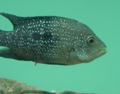 cichlid-sneak