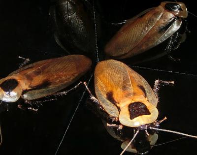 cockroach-navigation-crop