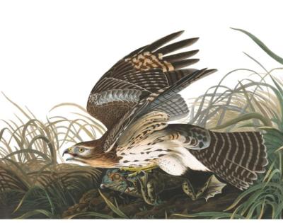 Audubon's Birds of America