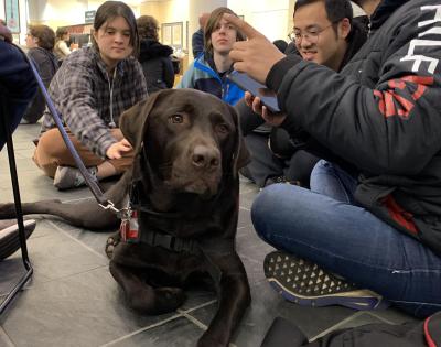 TherapyDogs2.jpg