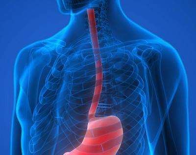169esophagus.jpg