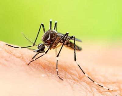 169stockmosquito.jpg