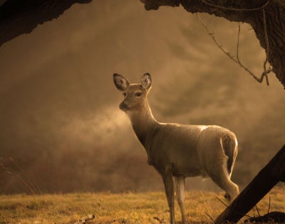 deer_Worms