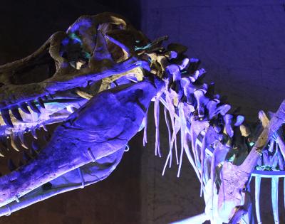 dinosaur
