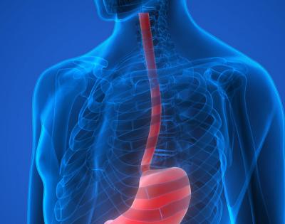 esophagus