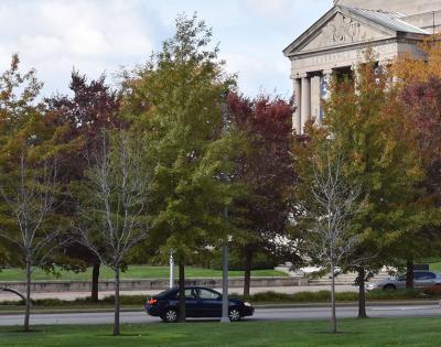 fall-trees