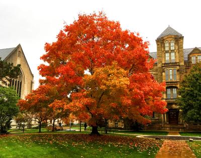 fall-virginia-morrison