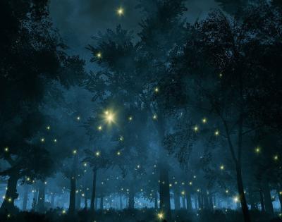 fireflies-at-night