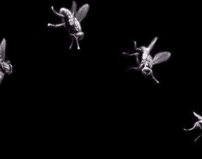 flies