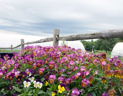 flowers-feat