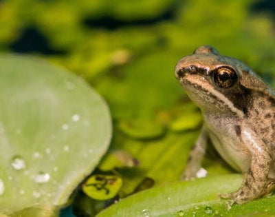frog