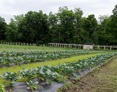 garden-crops-feat