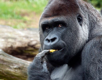 gorilla-feat