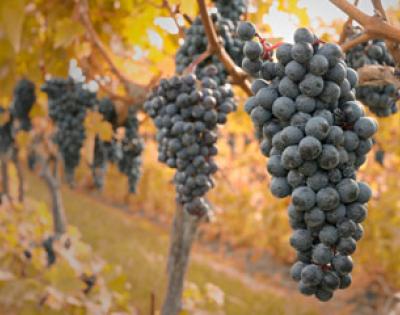 grapes