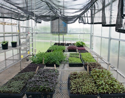 greenhouse-feat
