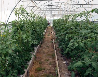 high-tunnels-feat