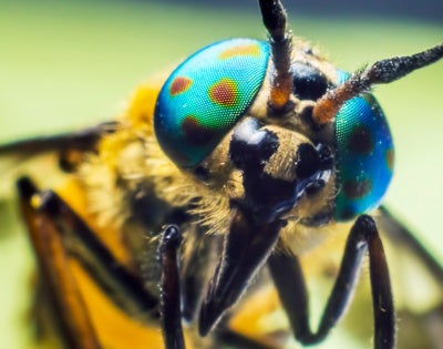 insect