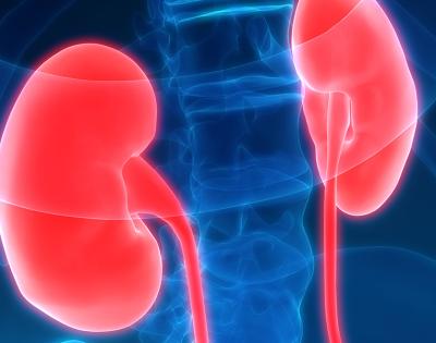 kidneys