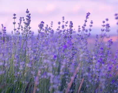 lavender