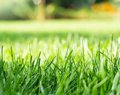 lawn