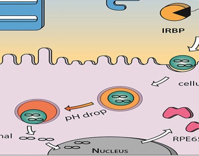 leberdna