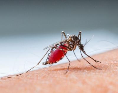 mosquito-malaria