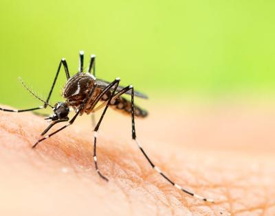 mosquito