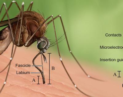 mosquito_final