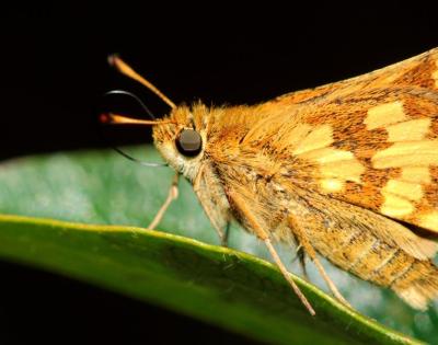 moth