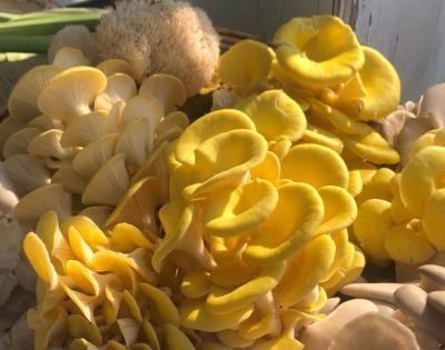 mushrooms