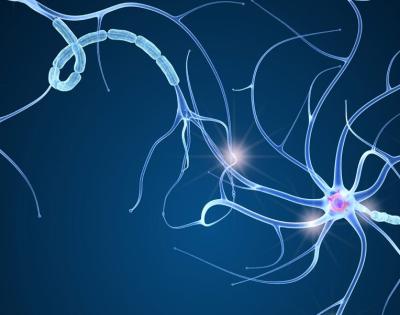 nerves-illustration