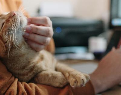 pet
