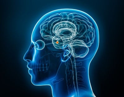 pituitary-gland-illustrations