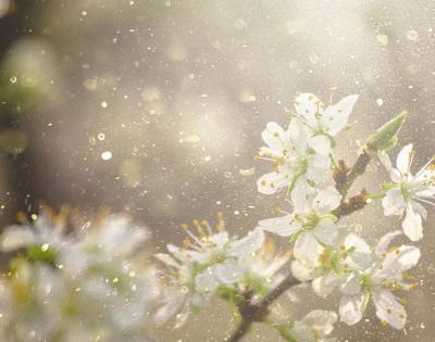 pollen-wp