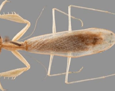 praying-mantis-rbg