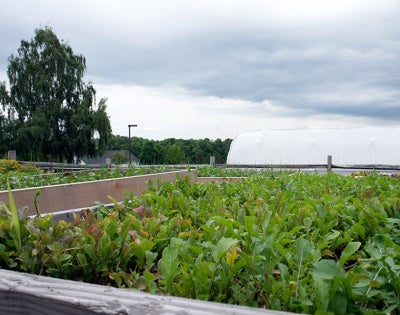 raised-beds-feat