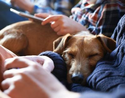 sleeping-dog-1