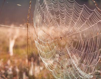 spider-silk