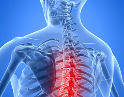 spinalcord