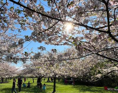 spring-flowers-feat