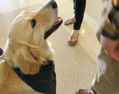 therapy-dog
