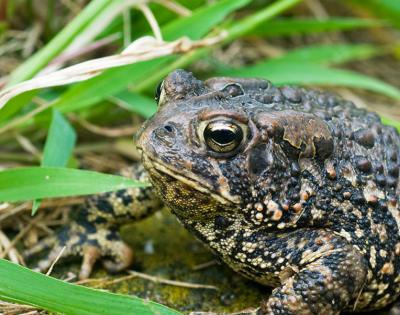 toad_grass