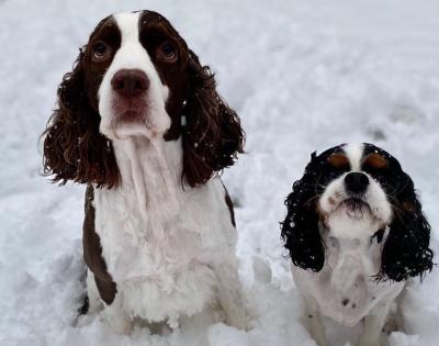 tochtrop-dogs-feat