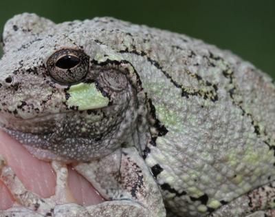 treefrog