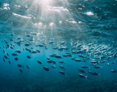 underwater-view